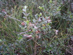 Salix repens argentea