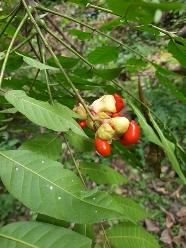 Sphaerosacme