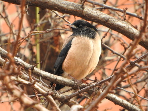 Rosy Starling