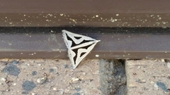 Dichromodes personalis