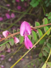 Indigofera langebergensis