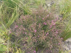 Indigofera langebergensis