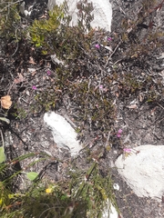 Indigofera mundiana
