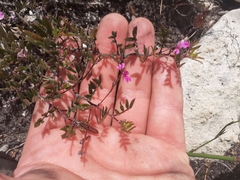 Indigofera mundiana