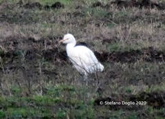 Bubulcus ibis