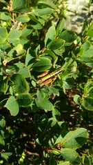 Epipodisma pedemontana