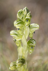 Pterostylis pratensis