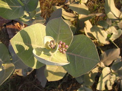 Calotropis procera