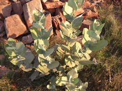 Calotropis procera