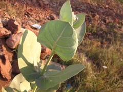 Calotropis procera