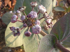 Calotropis procera