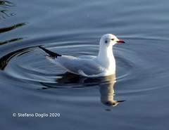 Chroicocephalus ridibundus