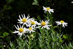 Eucephalus paucicapitatus