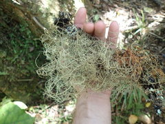 Usnea nidifica