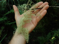 Usnea nidifica