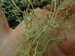 Usnea nidifica