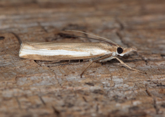 Orocrambus horistes