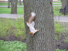 Sciurus vulgaris