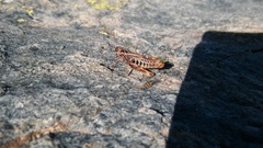 Chorthippus sampeyrensis