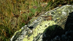 Chorthippus sampeyrensis