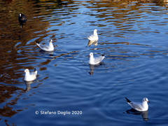 Chroicocephalus ridibundus