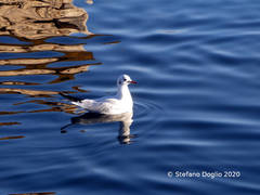 Chroicocephalus ridibundus