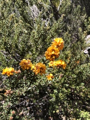 Oxylobium ellipticum