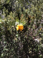 Oxylobium ellipticum