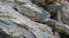 Chorthippus cialancensis