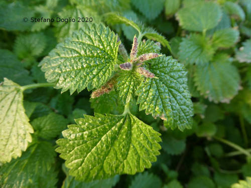 Mediterranean Nettle