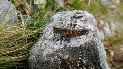 Chorthippus cialancensis