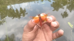 Brachythemis contaminata