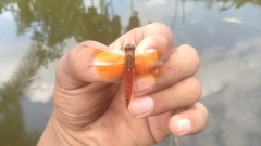 Brachythemis contaminata