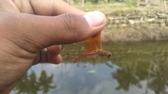 Brachythemis contaminata
