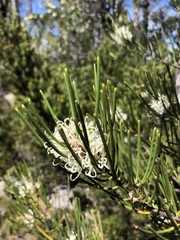 Hakea lissosperma