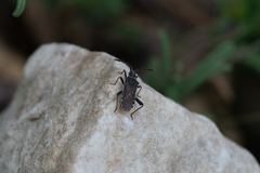 Loxocnemis dentator