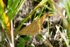 Rhodostrophia calabra