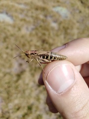 Chorthippus sampeyrensis