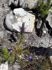 Merciera eckloniana