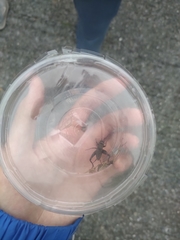 Teleogryllus occipitalis