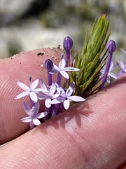 Merciera eckloniana