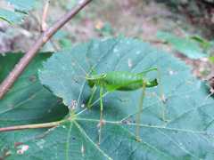 Leptophyes laticauda