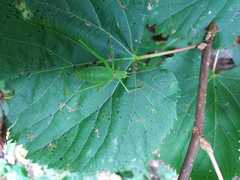 Leptophyes laticauda