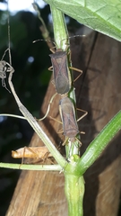 Anasa varicornis