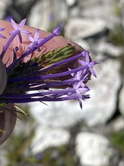 Merciera eckloniana