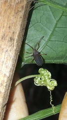 Anasa varicornis