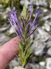 Merciera eckloniana
