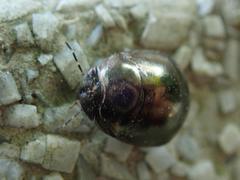 Brachyplatys punctipes