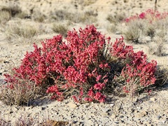 Anabasis articulata