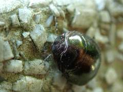 Brachyplatys punctipes